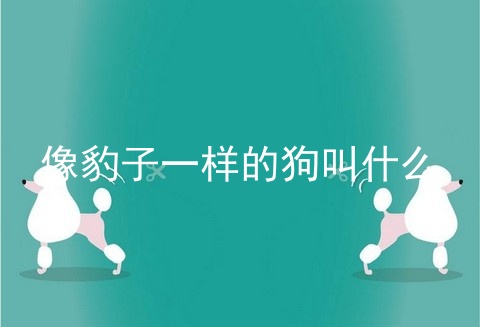 像豹子一样的狗叫什么