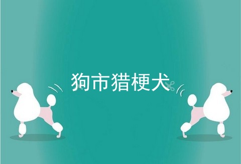 狗市猎梗犬