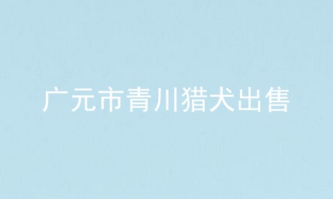 广元市青川猎犬出售