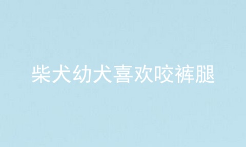 柴犬幼犬喜欢咬裤腿