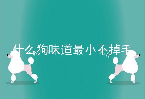 什么狗味道最小不掉毛