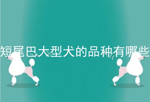 短尾巴大型犬的品种有哪些