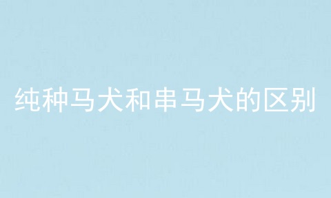 纯种马犬和串马犬的区别