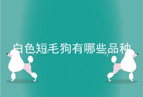 白色短毛狗有哪些品种