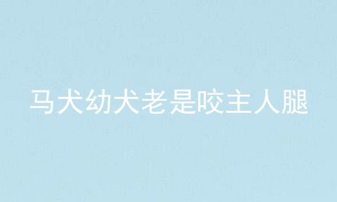 马犬幼犬老是咬主人腿