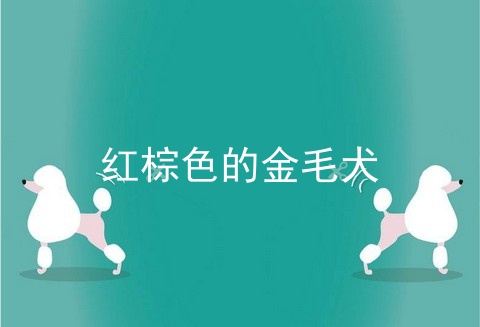 红棕色的金毛犬