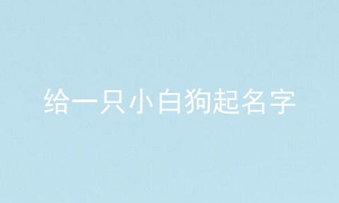给一只小白狗起名字