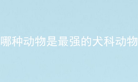 哪种动物是最强的犬科动物