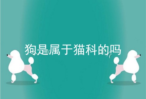 狗是属于猫科的吗
