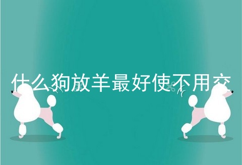 什么狗放羊最好使不用交