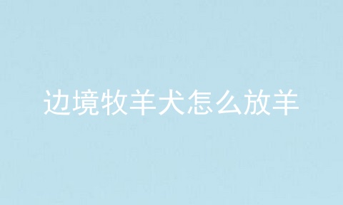边境牧羊犬怎么放羊