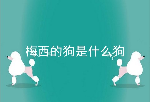 梅西的狗是什么狗