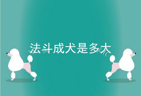 法斗成犬是多大