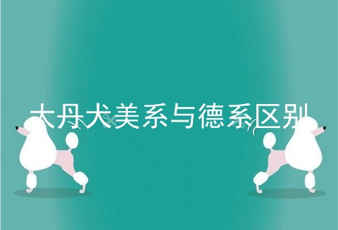 大丹犬美系与德系区别
