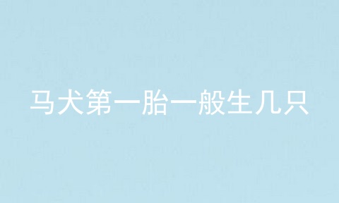 马犬第一胎一般生几只