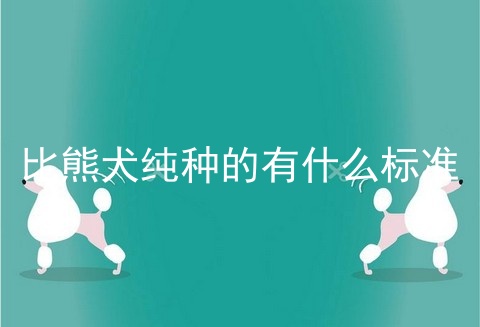 比熊犬纯种的有什么标准