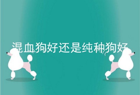 混血狗好还是纯种狗好