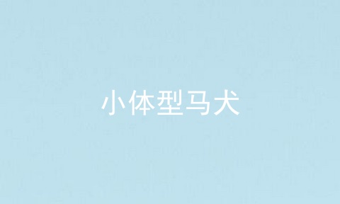小体型马犬