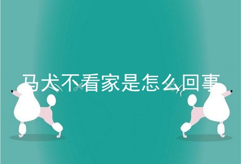 马犬不看家是怎么回事