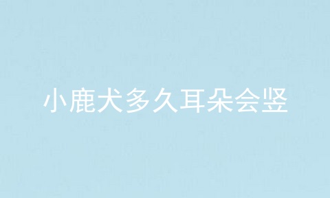 小鹿犬多久耳朵会竖