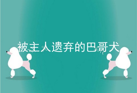 被主人遗弃的巴哥犬