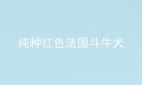 纯种红色法国斗牛犬