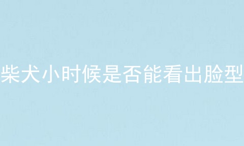 柴犬小时候是否能看出脸型