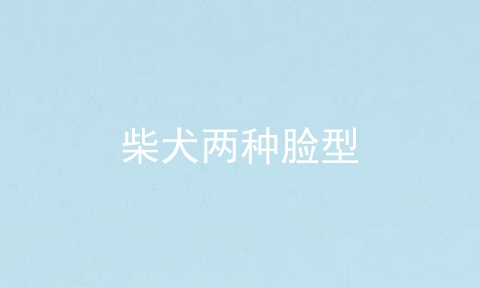 柴犬两种脸型