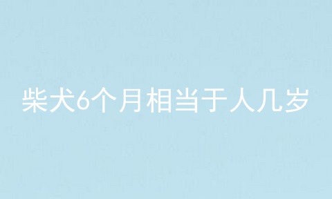 柴犬6个月相当于人几岁