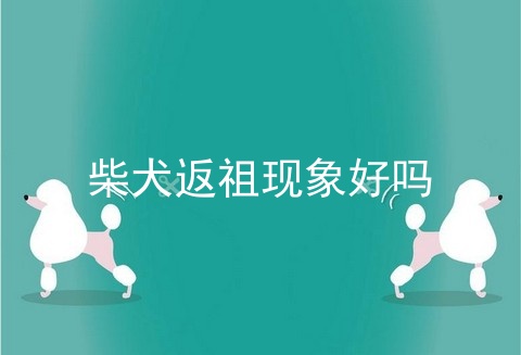 柴犬返祖现象好吗