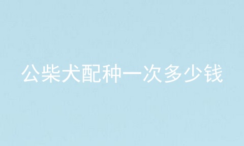 公柴犬配种一次多少钱