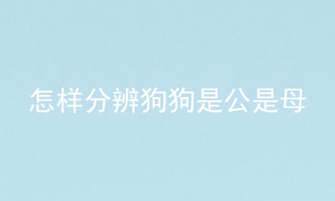 怎样分辨狗狗是公是母