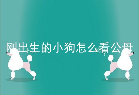 刚出生的小狗怎么看公母