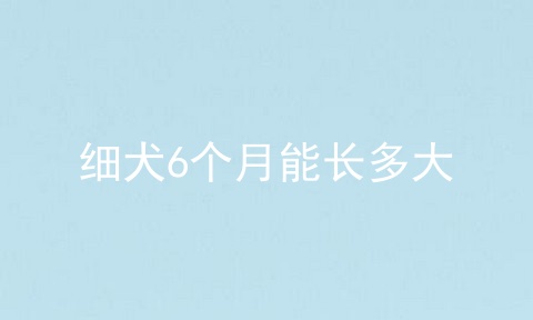 细犬6个月能长多大