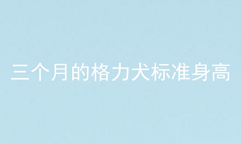 三个月的格力犬标准身高