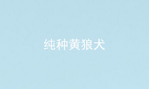 纯种黄狼犬