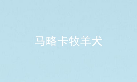 马略卡牧羊犬