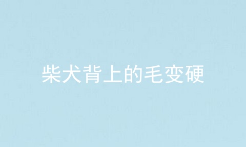 柴犬背上的毛变硬