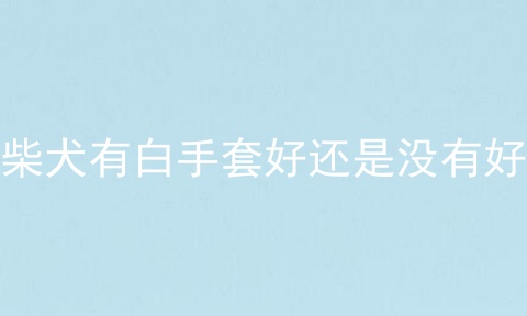 柴犬有白手套好还是没有好