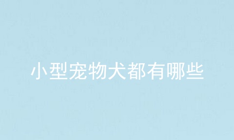 小型宠物犬都有哪些
