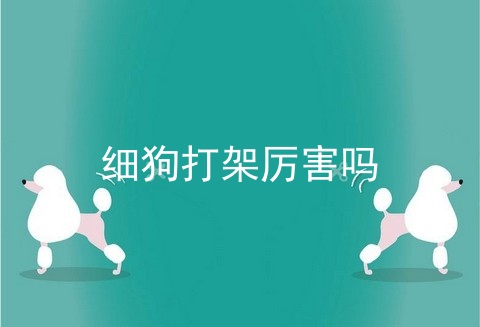 细狗打架厉害吗