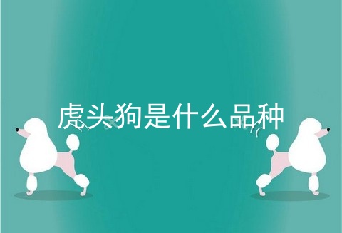 虎头狗是什么品种