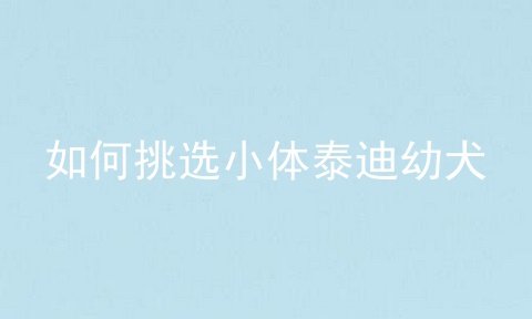 如何挑选小体泰迪幼犬