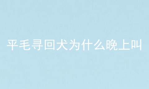 平毛寻回犬为什么晚上叫