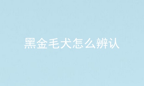 黑金毛犬怎么辨认