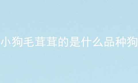 小狗毛茸茸的是什么品种狗