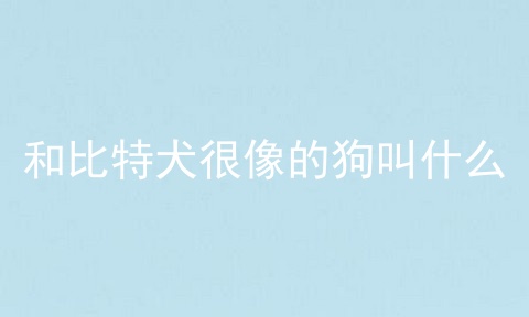 和比特犬很像的狗叫什么