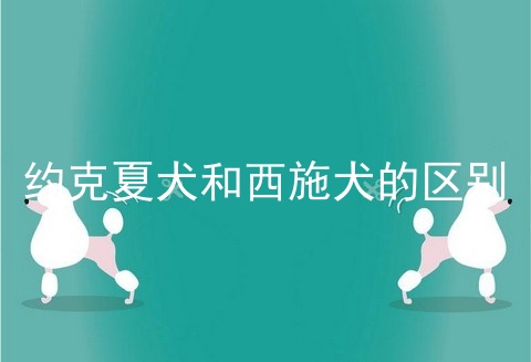 约克夏犬和西施犬的区别