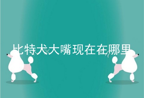 比特犬大嘴现在在哪里
