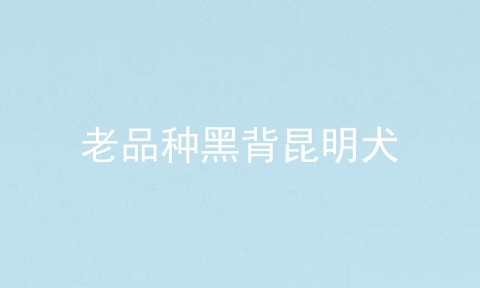 老品种黑背昆明犬